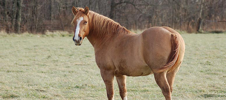 Overweight Horse Problems - SmartPak Equine Health Library